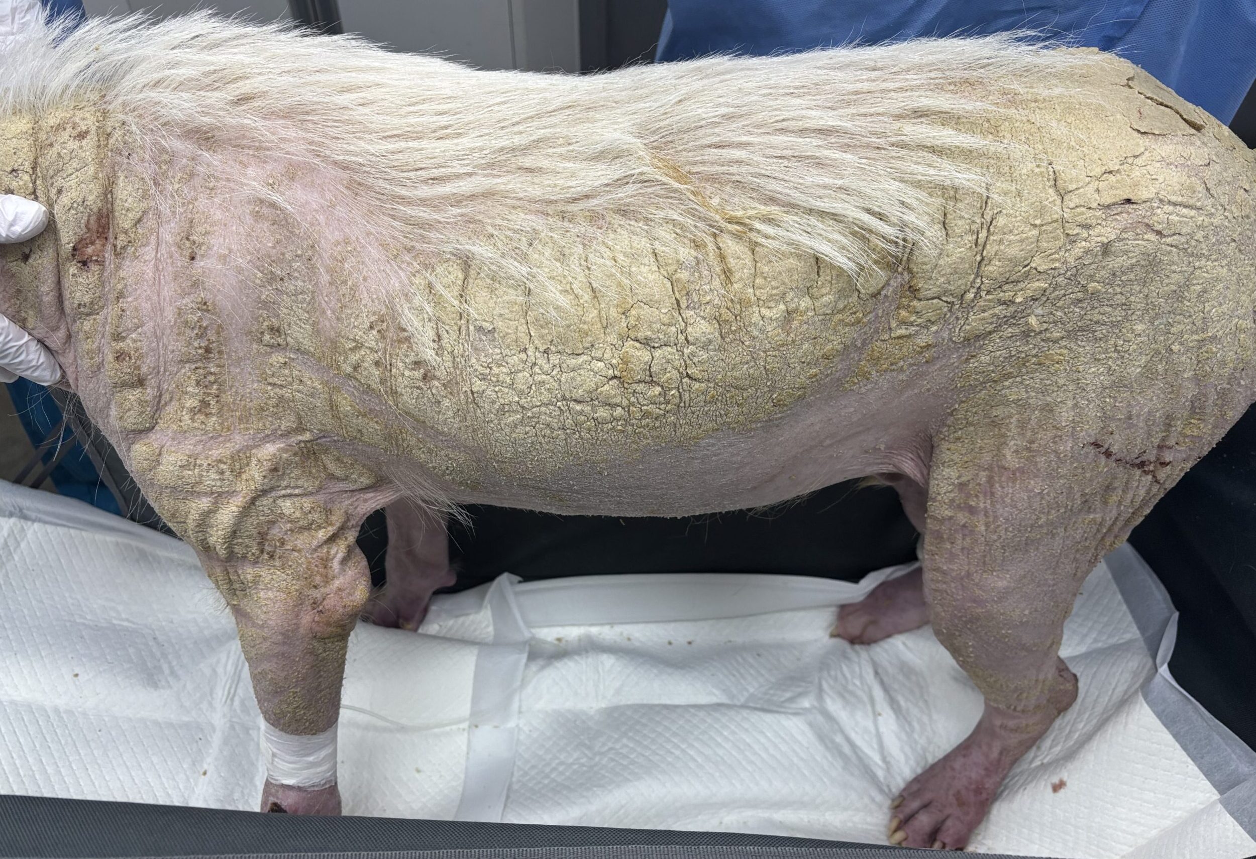 감염성 및 기생충성 피부질환